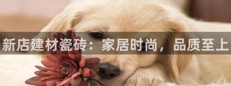 杏鑫平台注册网址查询